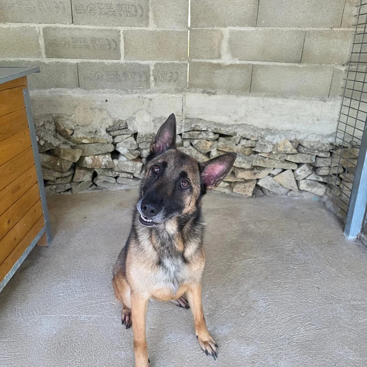 MAYA, male 5yo Belgian Malinois for adoption at SPA de Nîmes Les Murailles, Nîmes