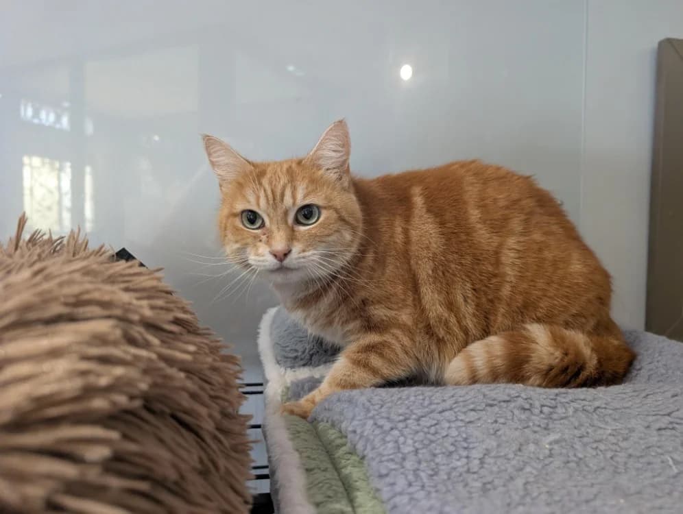 MARGOT, female senior mixed breed for adoption at Maison SPA), Niort