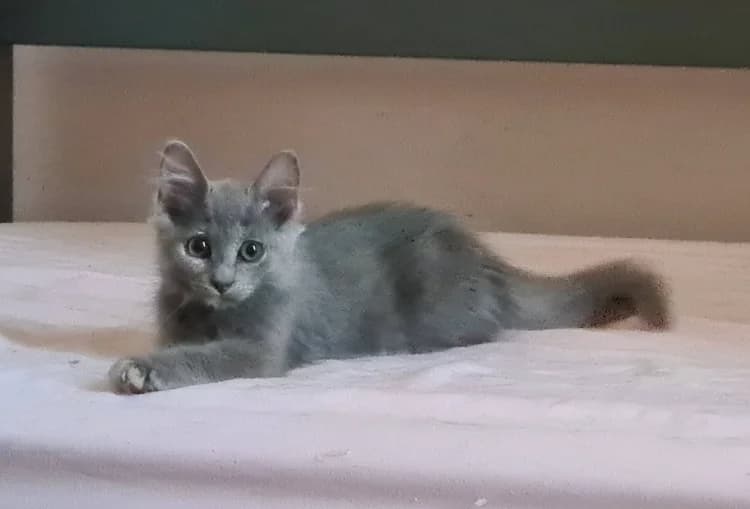BLEUET, female puppy Mixed Breed for adoption at Maison SPA), Niort