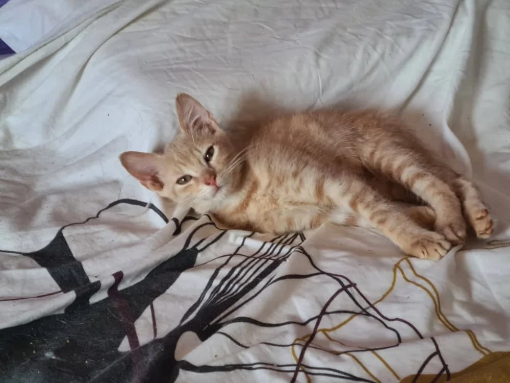 BADASSE, male puppy Mixed Breed for adoption at Maison SPA), Niort