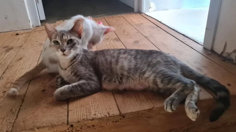 ALYSSE, female young Mixed Breed for adoption at Maison SPA), Niort
