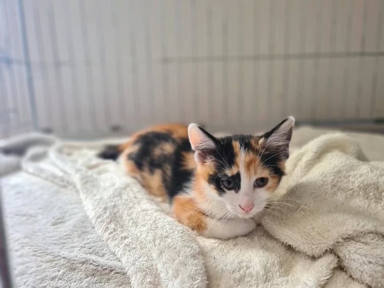BONNIE, female puppy mixed breed for adoption at Maison SPA), Niort
