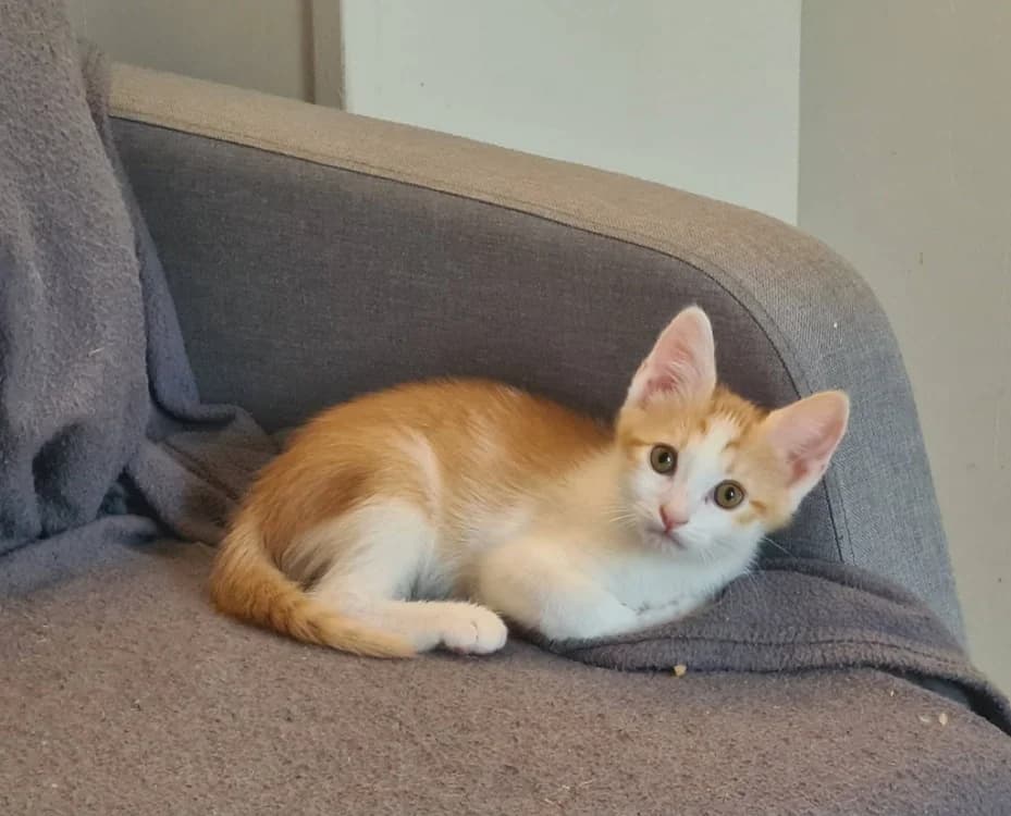 BOB, male puppy Husky for adoption at Maison SPA), Niort