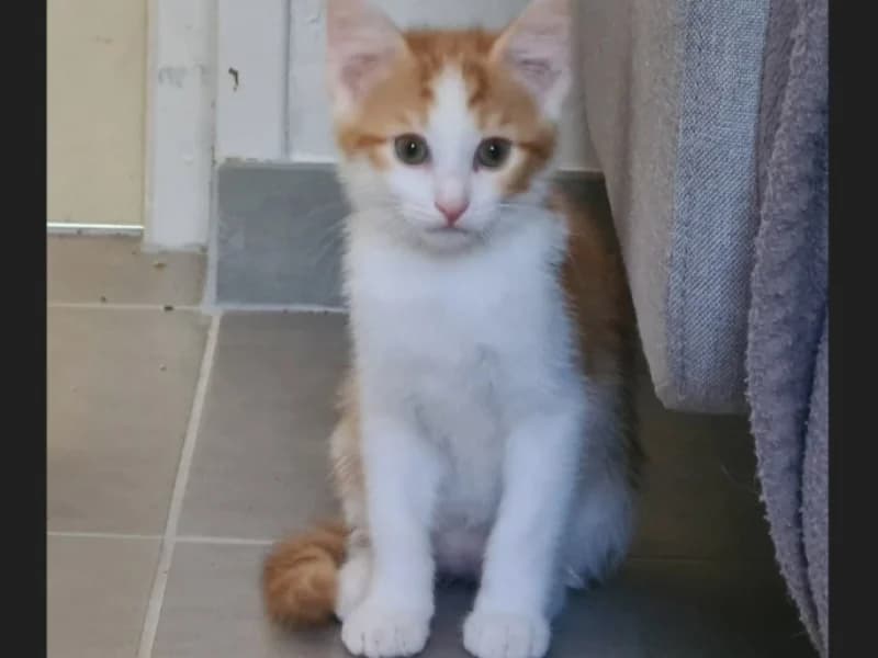 BEN, male puppy mixed breed for adoption at Maison SPA), Niort