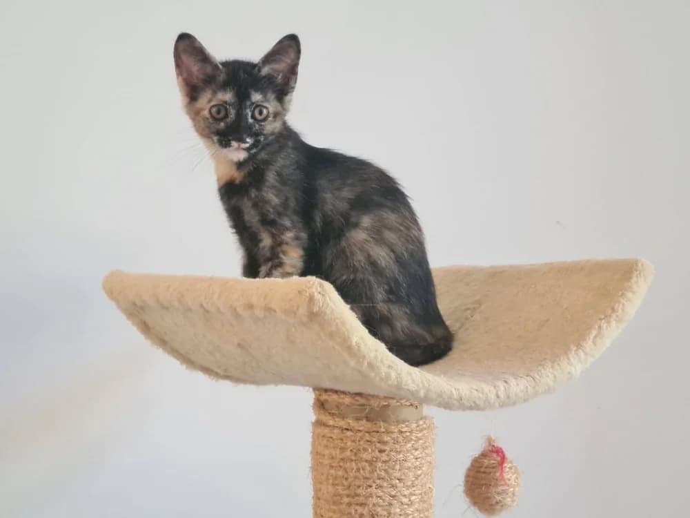 BEYONCE, female puppy Mixed Breed for adoption at Maison SPA), Niort