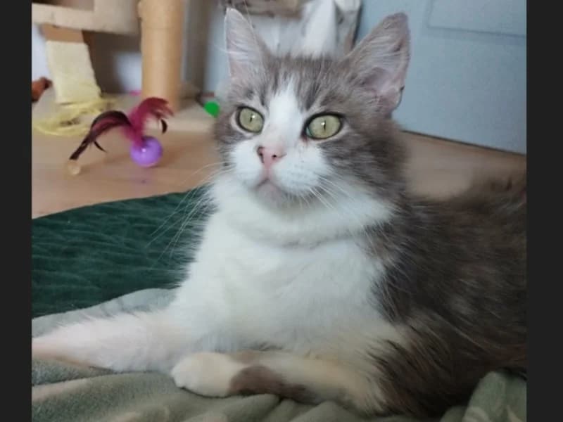 ISIS, female 7yo Mixed Breed for adoption at Maison SPA), Niort