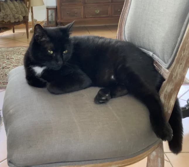 MERLIN, male 5yo Mixed Breed for adoption at Maison SPA), Niort