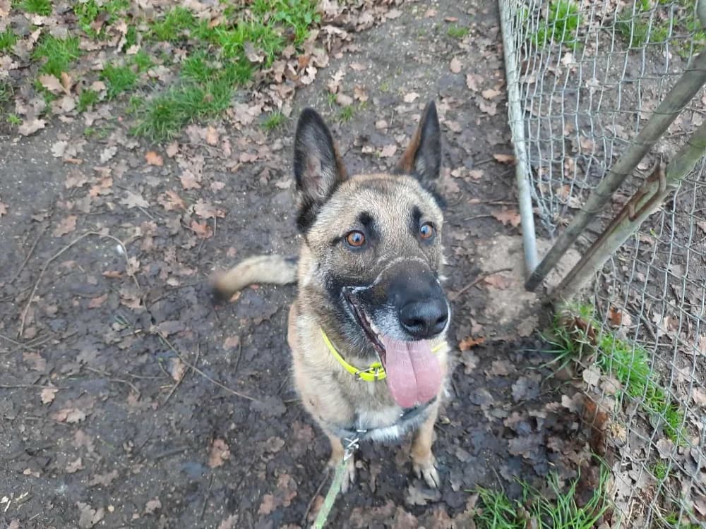 NINJA (réservé), male 6yo Belgian Malinois for adoption at SPA Orgeval, Orgeval