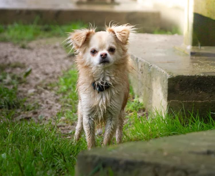 MILOU (réservé), male Chihuahua for adoption at SPA Orgeval, Orgeval
