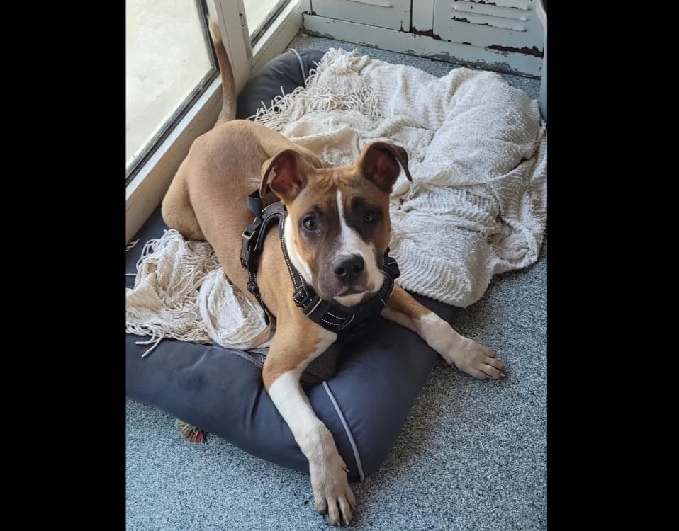 PRUNO, male puppy Mixed Breed for adoption at SPA Orgeval, Orgeval
