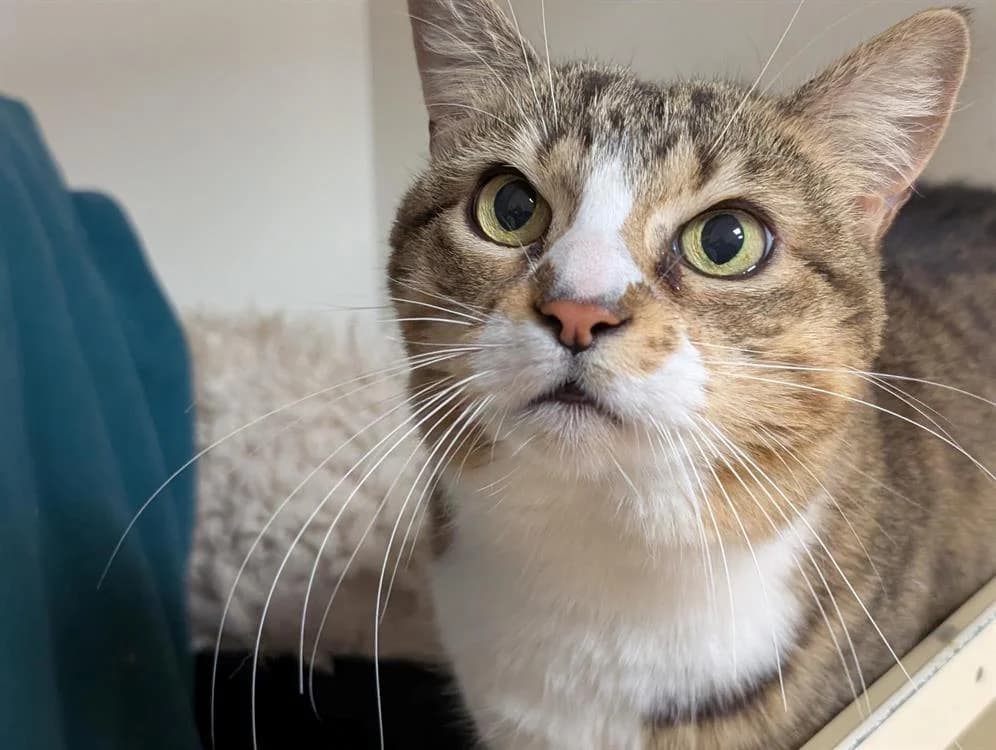 POUPETTE A17431, female senior Mixed Breed for adoption at SPA Orgeval, Orgeval