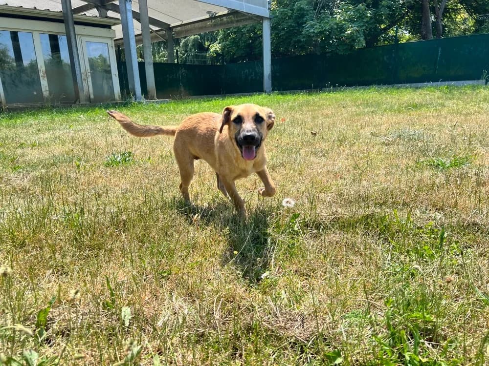 CHAKA, female mixed breed for adoption at SPA Orgeval, Orgeval