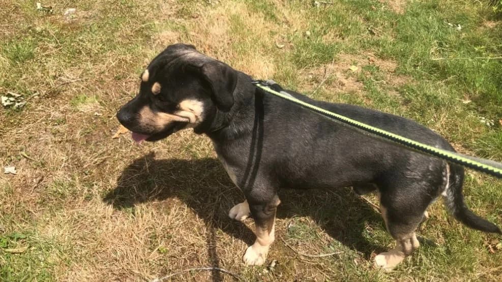REMO, male young Mixed Breed for adoption at SPA Orgeval, Orgeval
