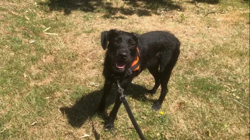 AIDA, female Mixed Breed for adoption at SPA Orgeval, Orgeval