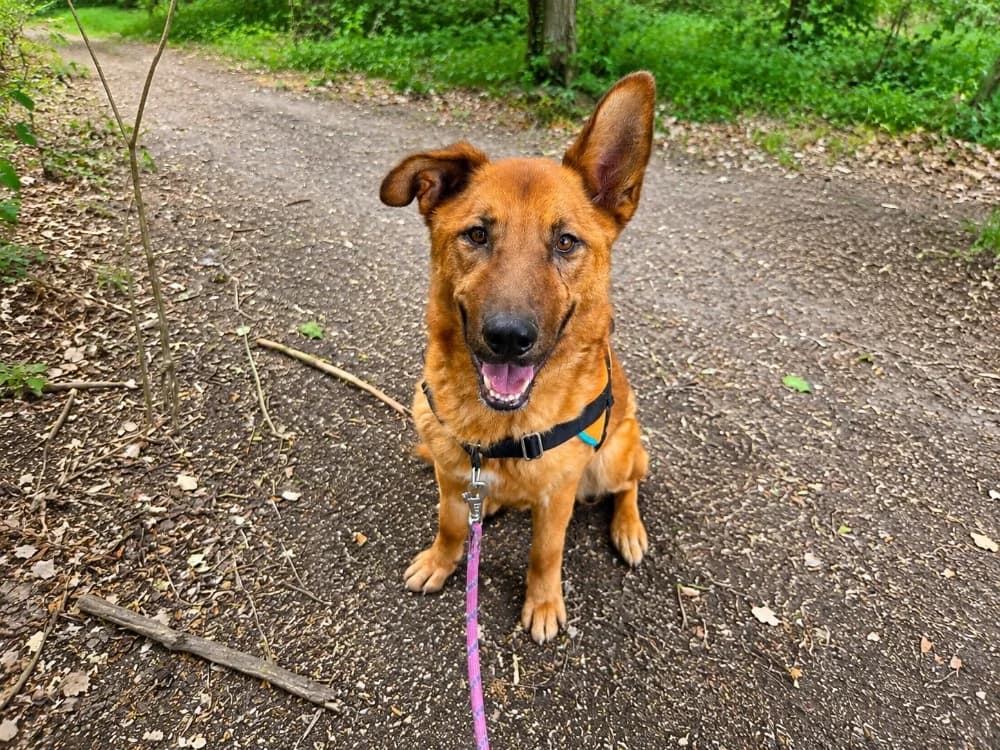 NOUGAT (OAA20050), male 6yo Mixed Breed for adoption at SPA Orgeval, Orgeval