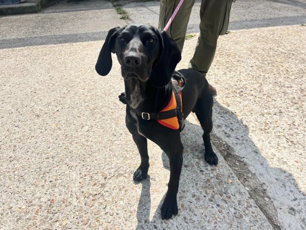 EMY (Réservée), female Pointer for adoption at SPA Orgeval, Orgeval