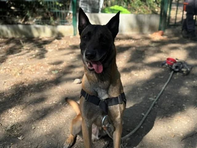 TYSON dit TITI, male 6yo Belgian Malinois for adoption at SPA Orgeval, Orgeval