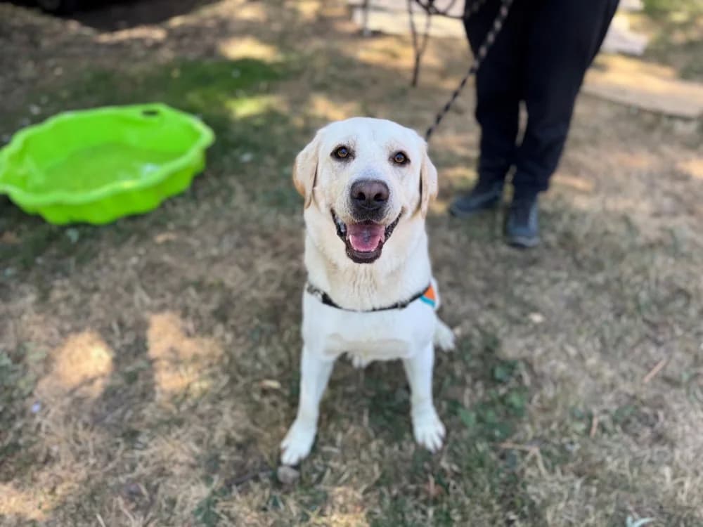 GOKU (Réservé), male young Labrador Retriever for adoption at SPA Orgeval, Orgeval