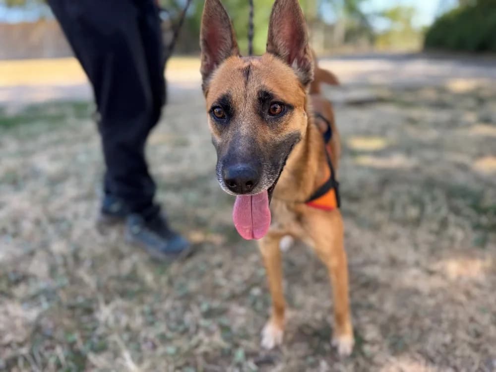 PORTO, male young mixed breed for adoption at SPA Orgeval, Orgeval