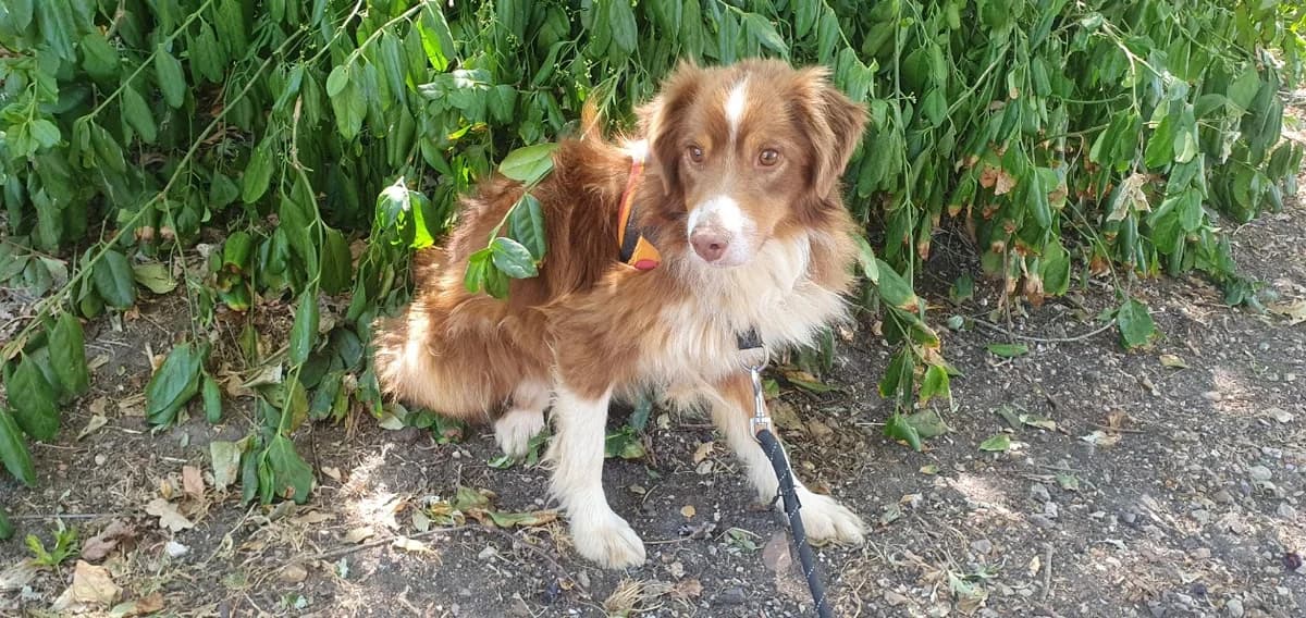 UBER (réservé), male 3yo mixed breed for adoption at SPA Orgeval, Orgeval