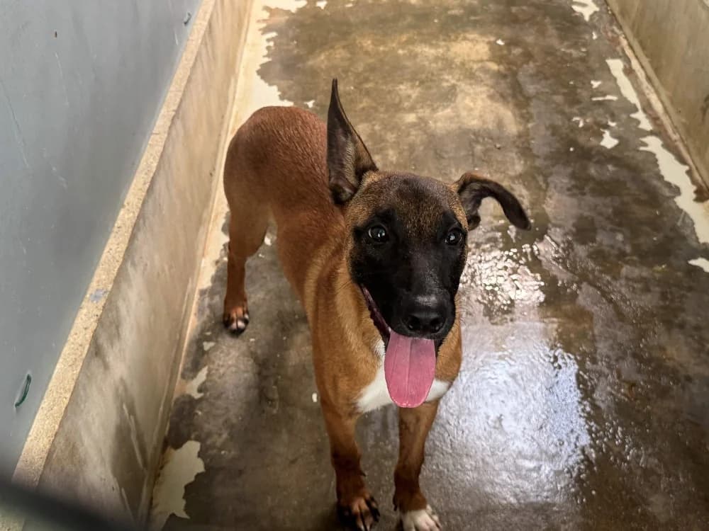MILTON, male Belgian Malinois for adoption at SPA Orgeval, Orgeval