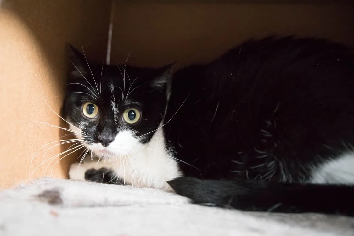 PEPITE dit MIKASA A14774, female 6yo Mixed Breed for adoption at SPA Orgeval, Orgeval