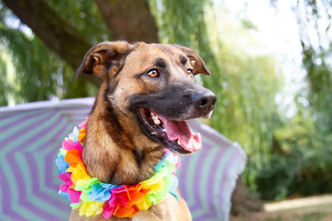 Rocky, male 3yo Mixed Breed for adoption at SPA Orgeval, Orgeval