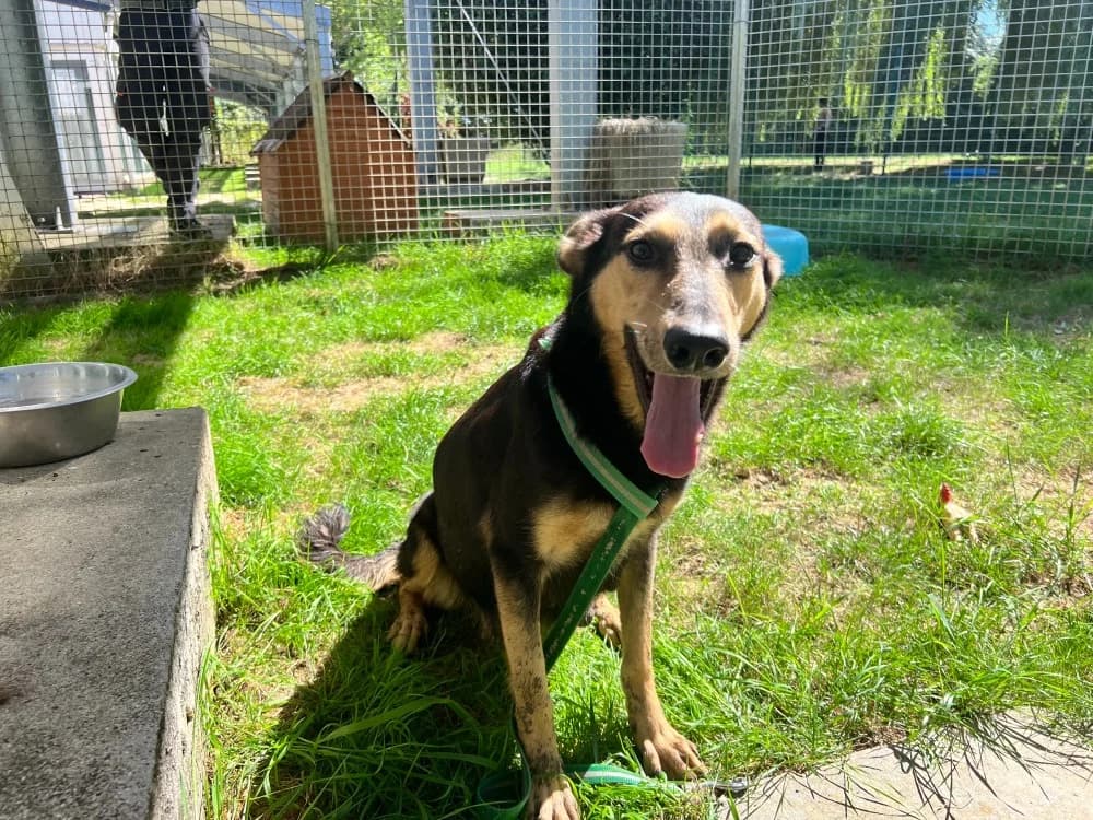 SOURY, female Mixed Breed for adoption at SPA Orgeval, Orgeval