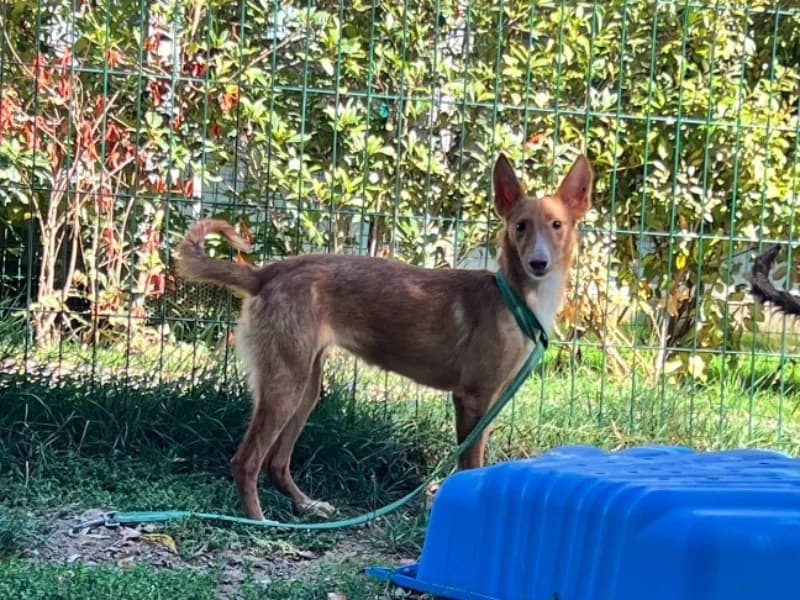 SIDONIE, female Mixed Breed for adoption at SPA Orgeval, Orgeval