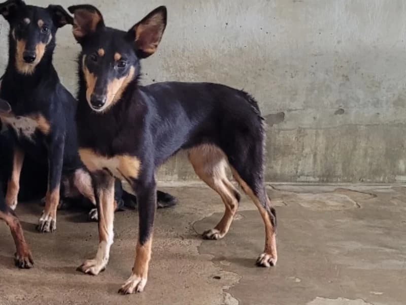 GARCIA, female Mixed Breed for adoption at SPA Orgeval, Orgeval