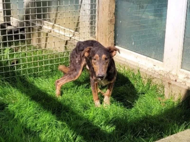 CACHOU, male Mixed Breed for adoption at SPA Orgeval, Orgeval