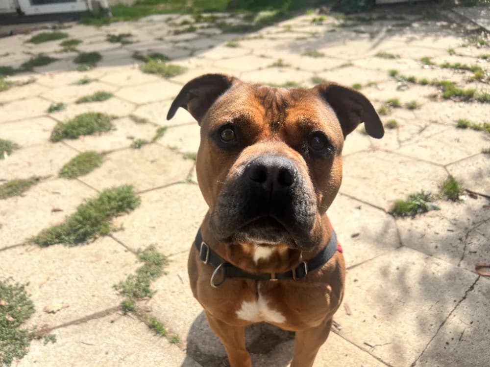 JONNY, male 3yo Mixed Breed for adoption at SPA Orgeval, Orgeval