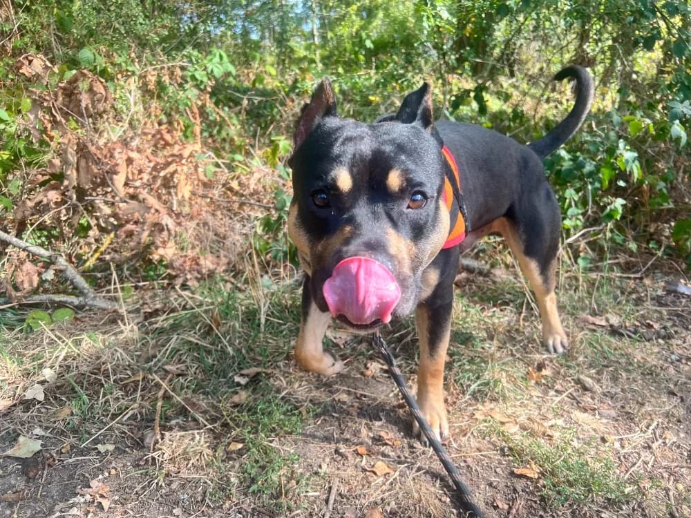 GHOST, male young American Staffordshire Terrier for adoption at SPA Orgeval, Orgeval