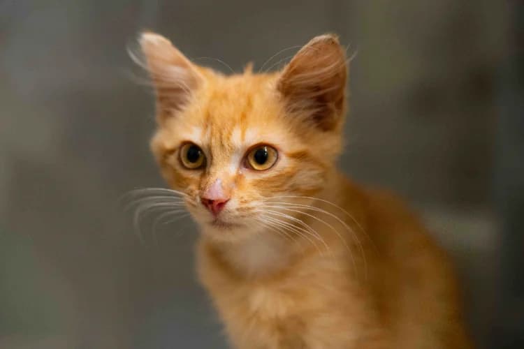 SAFRAN A17581, male Mixed Breed for adoption at SPA Orgeval, Orgeval