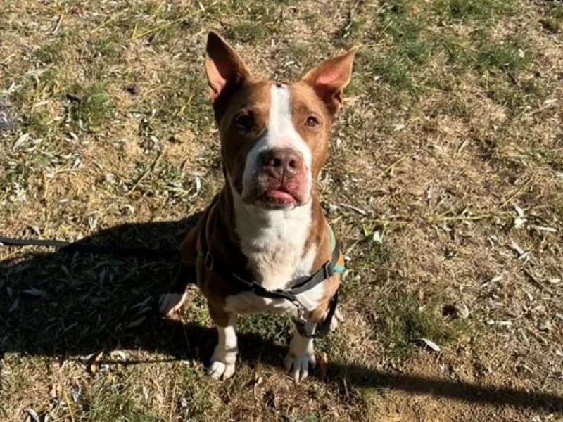RANGO (OAA 20141), male 4yo mixed breed for adoption at SPA Orgeval, Orgeval