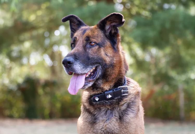 Loustic, male senior mixed breed for adoption at SPA Orgeval, Orgeval