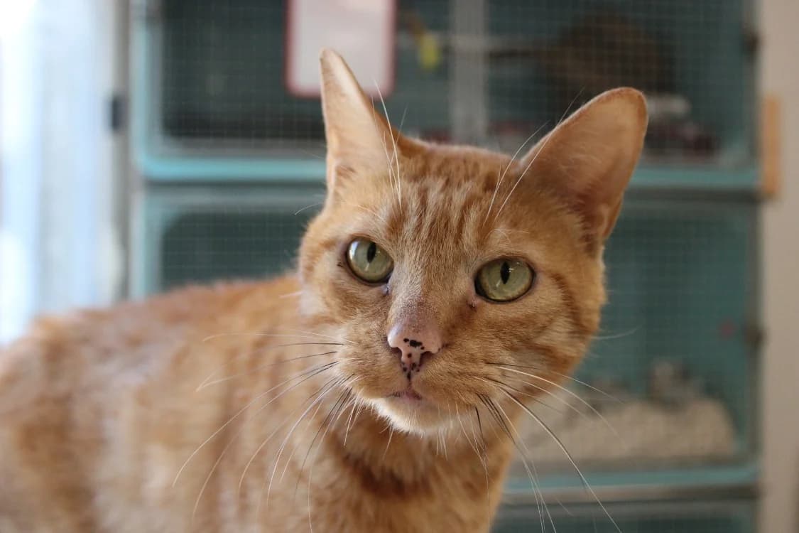TOMETTE A17590, male 4yo Mixed Breed for adoption at SPA Orgeval, Orgeval
