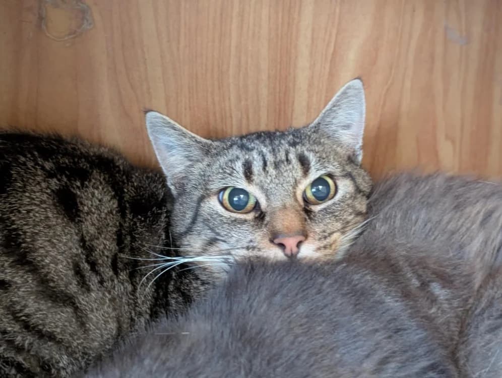 PAPYCHULO A17573, male 7yo Mixed Breed for adoption at SPA Orgeval, Orgeval