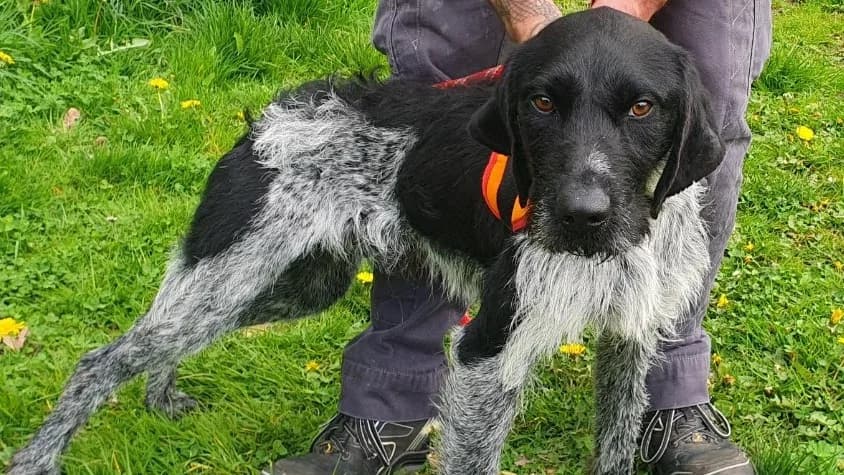 DEXTER, male young Mixed Breed for adoption at SPA Orgeval, Orgeval