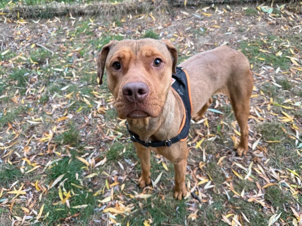 CLOUD, male young Mixed Breed for adoption at SPA Orgeval, Orgeval