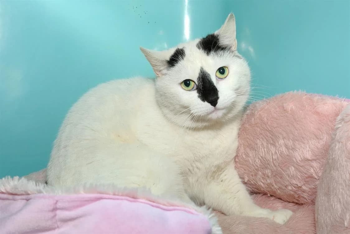 NALA A17026, female 5yo Mixed Breed for adoption at SPA Orgeval, Orgeval