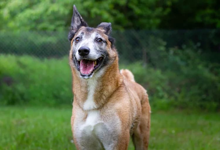 HOUTCH (réservé), male senior Belgian Malinois for adoption at SPA Orgeval, Orgeval