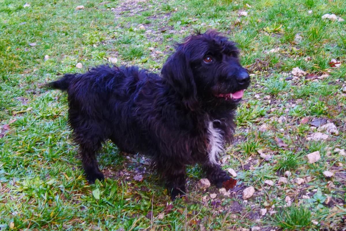 Korneï, male senior Mixed Breed for adoption at SPA d, Oyonnax