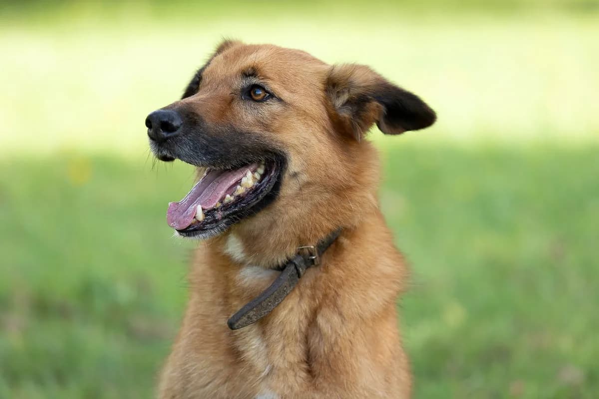 Barry, 4yo Mixed Breed for adoption at Saving Saints Rescue UK (Big Paws Welfare)