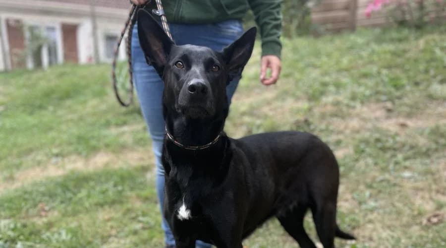 Pepsi, female mixed breed for adoption at SPA de Périgueux