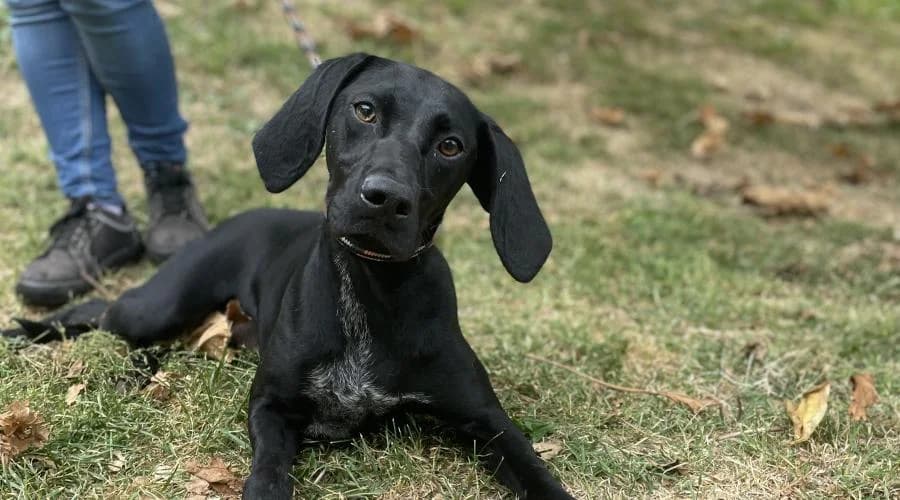 Carla, female puppy Pointer for adoption at SPA de Périgueux