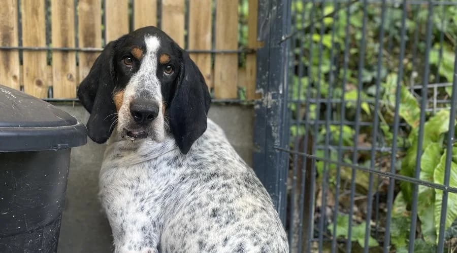 Otto, male mixed breed for adoption at SPA de Périgueux