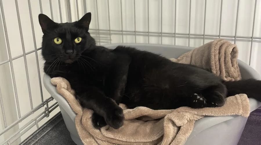 Coca (FIV positif), male European Shorthair for adoption at SPA de Périgueux