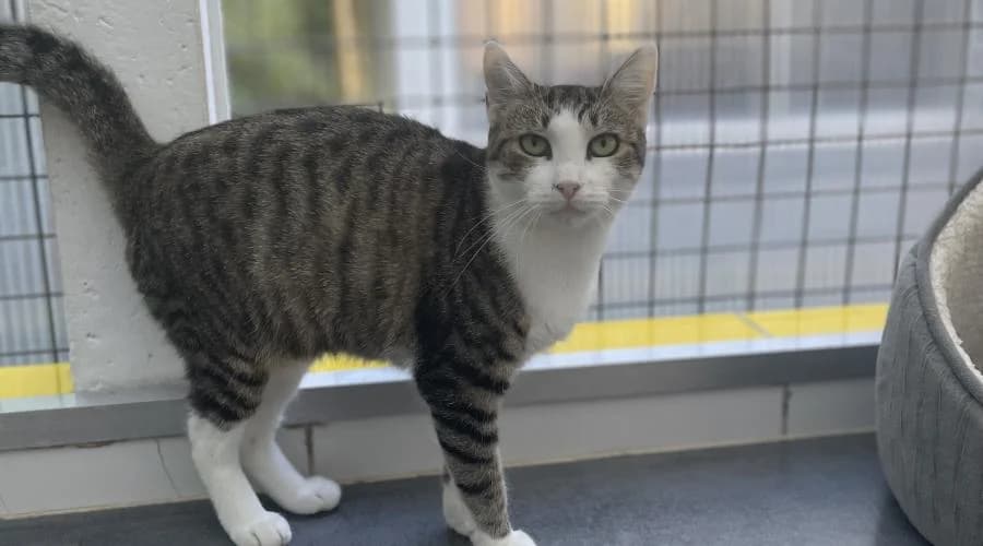 Chama, female European Shorthair for adoption at SPA de Périgueux