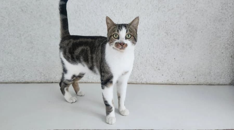 Fido (FIV positif), male European Shorthair for adoption at SPA de Périgueux